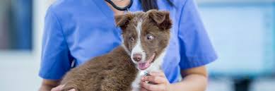 Veterinary supplies